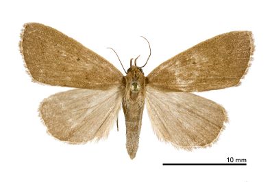單點貧裳蛾 Simplicia unipuncta 雌蟲