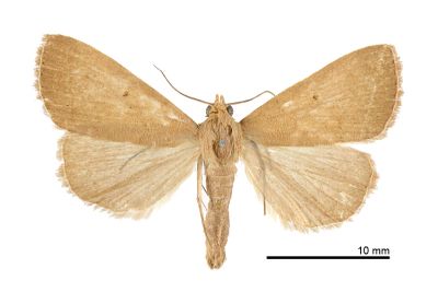 單點貧裳蛾 Simplicia unipuncta 雄蟲