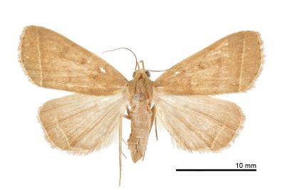黃褐貧裳蛾 Simplicia xanthoma 雌蟲