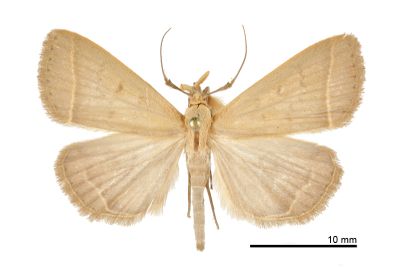 黃褐貧裳蛾 Simplicia xanthoma 雄蟲