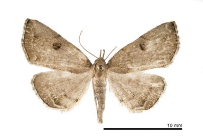 灰褐辛裳蛾 Sinarella cristulalis 雌蟲