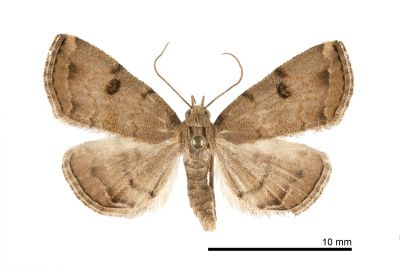 灰褐辛裳蛾 Sinarella cristulalis 雄蟲