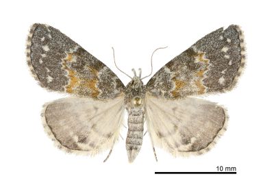 靛辛裳蛾 Sinarella enyae 雌蟲