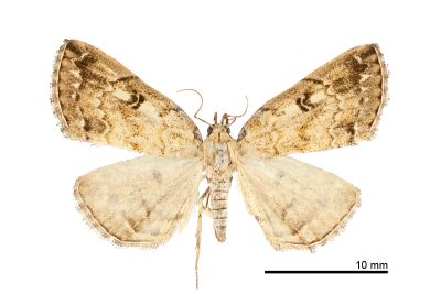 蓬萊辛裳蛾 Sinarella formosensis 雌蟲