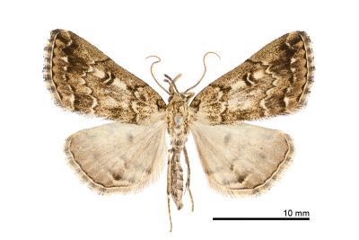 蓬萊辛裳蛾 Sinarella formosensis 雄蟲