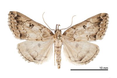 蓬萊辛裳蛾 Sinarella formosensis 雄蟲