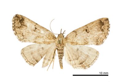 關原辛裳蛾 Sinarella guanyuanensis 雌蟲