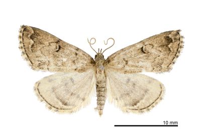 關原辛裳蛾 Sinarella guanyuanensis 雄蟲