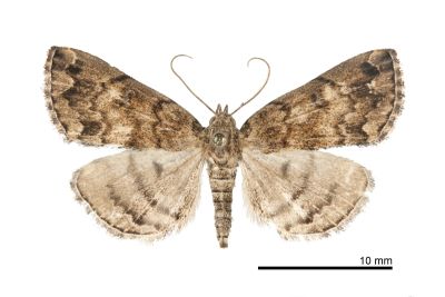 梅峰辛裳蛾 Sinarella meifengensis 雄蟲