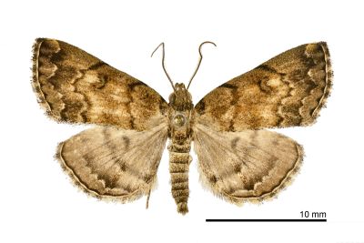 梅峰辛裳蛾 Sinarella meifengensis 雄蟲