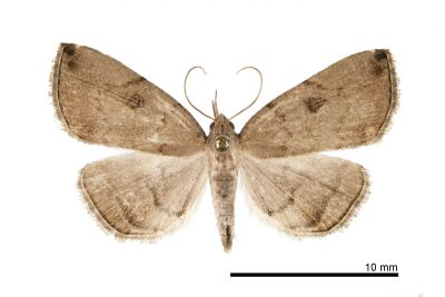 東方辛裳蛾 Sinarella orientalensis 雌蟲