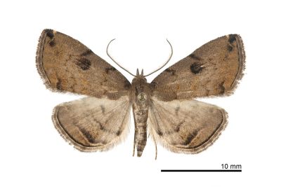 東方辛裳蛾 Sinarella orientalensis 雄蟲