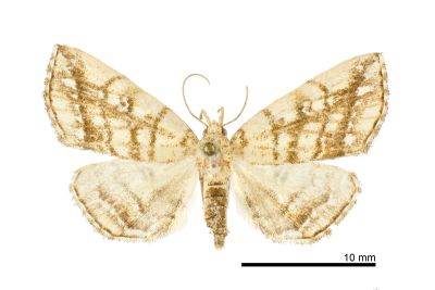 網紋辛裳蛾 Sinarella reticulata 雌蟲