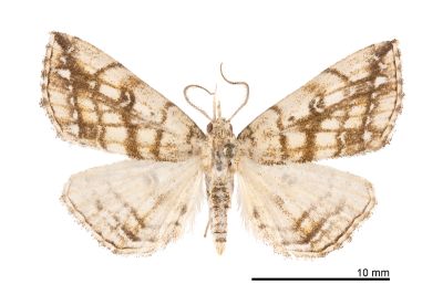網紋辛裳蛾 Sinarella reticulata 雄蟲
