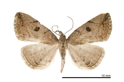 灰褐辛裳蛾 Sinarella cristulalis 雌蟲