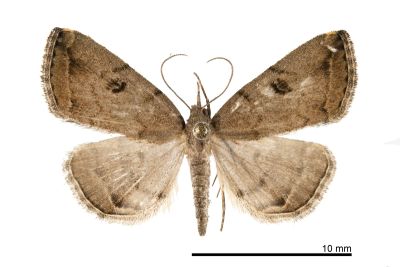 灰褐辛裳蛾 Sinarella cristulalis 雌蟲
