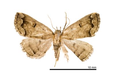 亞辛裳蛾 Sinarella subaegrota 雌蟲