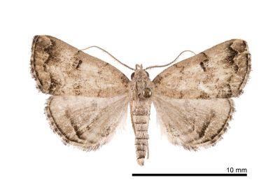 亞辛裳蛾 Sinarella subaegrota 雄蟲