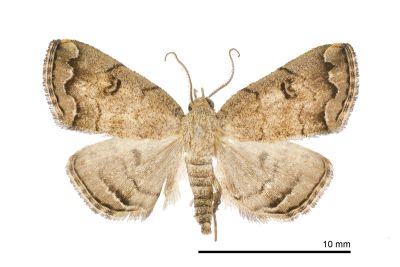 亞辛裳蛾 Sinarella subaegrota 雄蟲
