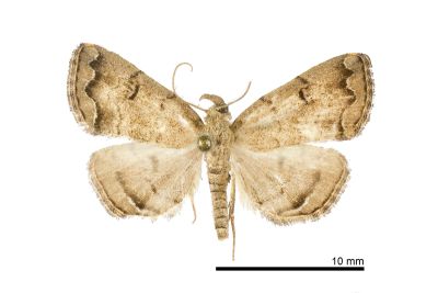 亞辛裳蛾 Sinarella subaegrota 雄蟲