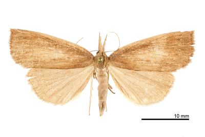 莖狹翅鬚裳蛾 Stenhypena costalis 雌蟲