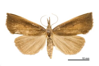 莖狹翅鬚裳蛾 Stenhypena costalis 雌蟲