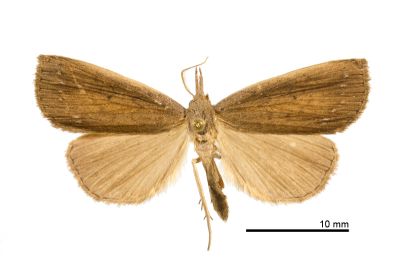 莖狹翅鬚裳蛾 Stenhypena costalis 雄蟲