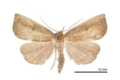 莖狹翅鬚裳蛾 Stenhypena costalis 雄蟲