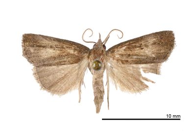 小黯狹翅鬚裳蛾 Stenhypena discolor 雄蟲