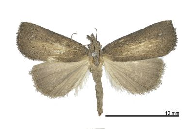 單色狹翅鬚裳蛾 Stenhypena unicolor 雌蟲