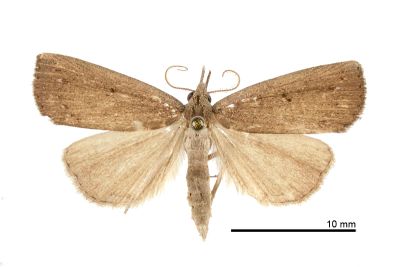 單色狹翅鬚裳蛾 Stenhypena unicolor 雄蟲