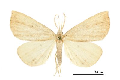 白褐芊鬚裳蛾 Treitschkendia insipidalis 雄蟲