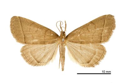 棕芊鬚裳蛾 Treitschkendia tarsipennalis 雌蟲