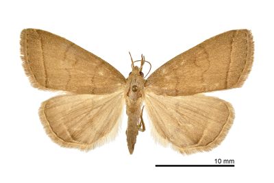 棕芊鬚裳蛾 Treitschkendia tarsipennalis 雌蟲