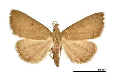 棕芊鬚裳蛾 Treitschkendia tarsipennalis 雄蟲