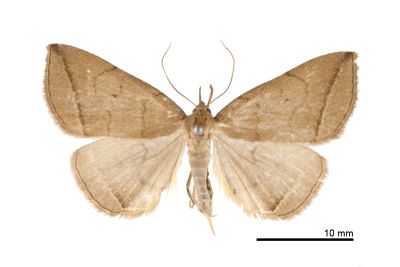 梅峰鐮鬚裳蛾 Zanclognatha meifengensis 雌蟲