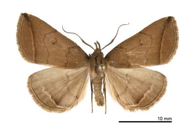 梅峰鐮鬚裳蛾 Zanclognatha meifengensis 雄蟲