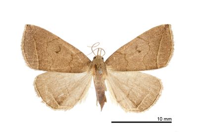 棕鐮鬚裳蛾 Zanclognatha nakatomii 雌蟲