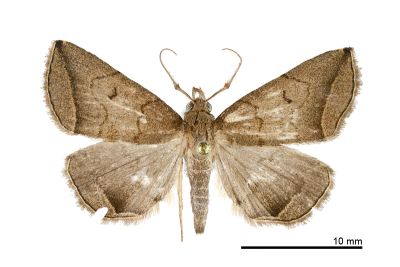 棕鐮鬚裳蛾 Zanclognatha nakatomii 雄蟲