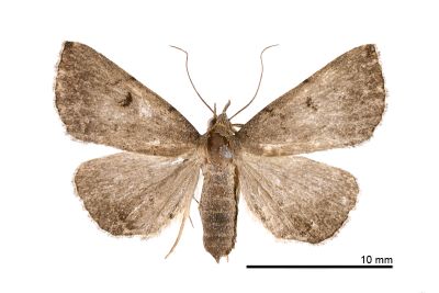 黑點鐮鬚裳蛾 Zanclognatha nigrisigna 雌蟲