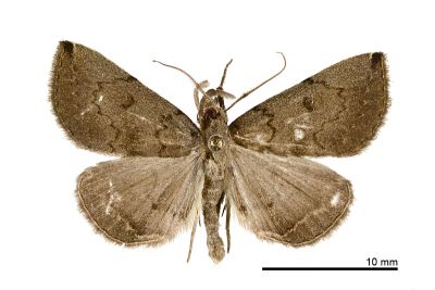 黑點鐮鬚裳蛾 Zanclognatha nigrisigna 雄蟲