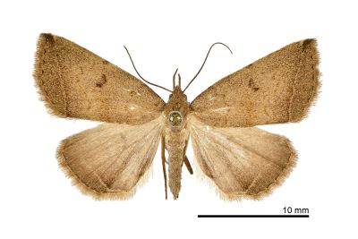 八重山鐮鬚裳蛾 Zanclognatha yaeyamalis 雌蟲