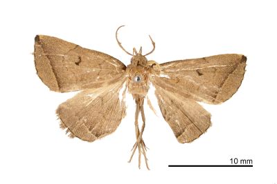 八重山鐮鬚裳蛾 Zanclognatha yaeyamalis 雄蟲