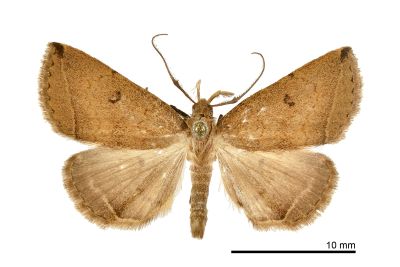 八重山鐮鬚裳蛾 Zanclognatha yaeyamalis 雄蟲