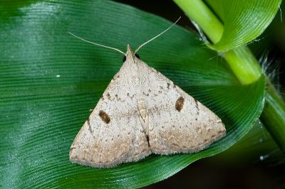 目三角鬚裳蛾 Progonia oileusalis 雄蟲