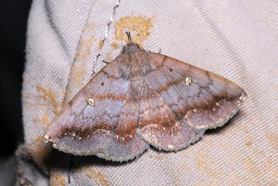 賴氏紫衫裳蛾 Hadennia loganlaii 雌蟲