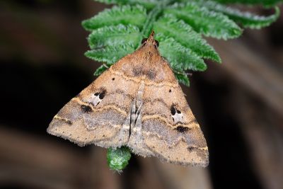 Bertula hadenalis persimilis 雄蟲