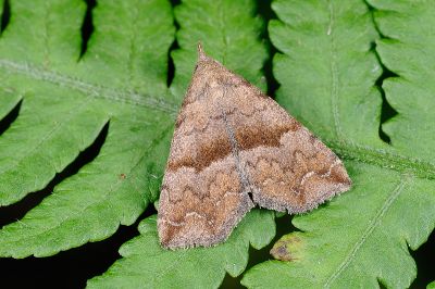 中瓢鬚裳蛾 Hipoepa fractalis 雄蟲