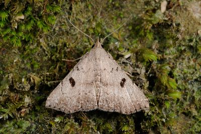 黑點三角鬚裳蛾 Progonia nigropunctum 雄蟲