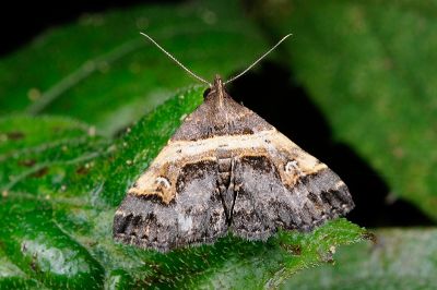 彎帶擬胸鬚裳蛾 Bertula abjudicalis 雄蟲